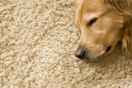 Pet Urine & Odor Removal