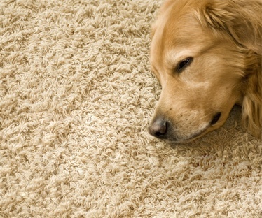 Pet Urine & Odor Removal