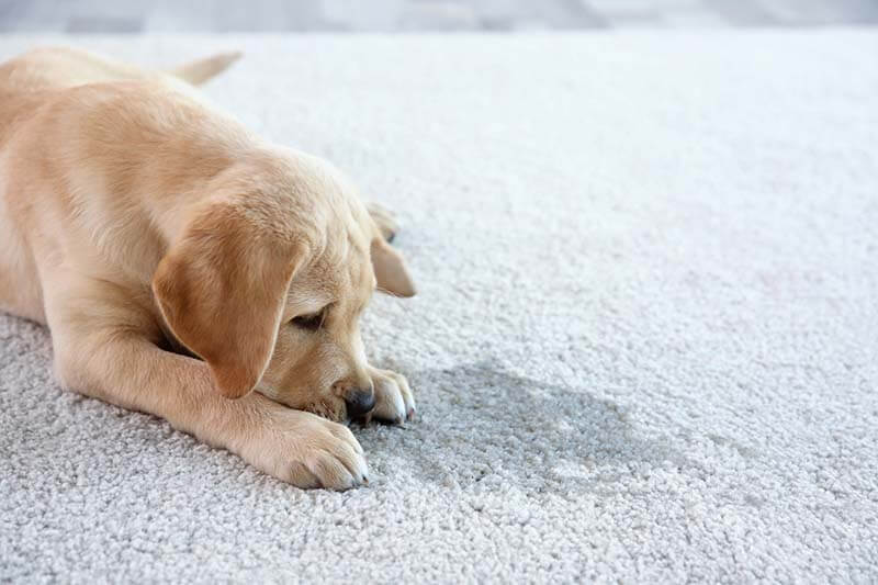 pet-1 pet-1